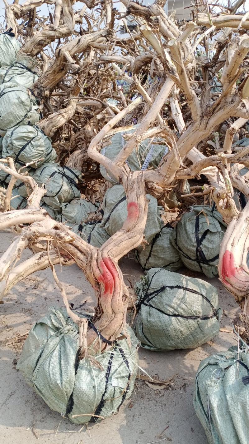 金银花盆景老桩基地直销