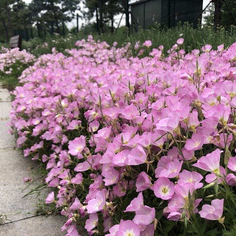 美丽月见草粉色月见草白色易种易活多年生草花全国发货