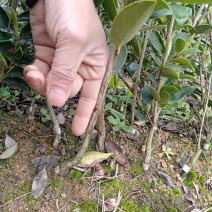 油茶树苗【二年裸根苗】湘林系列嫁接高产油茶苗