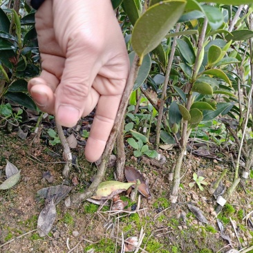 油茶树苗【二年裸根苗】湘林系列嫁接高产油茶苗