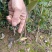 油茶树苗【二年裸根苗】湘林系列嫁接高产油茶苗