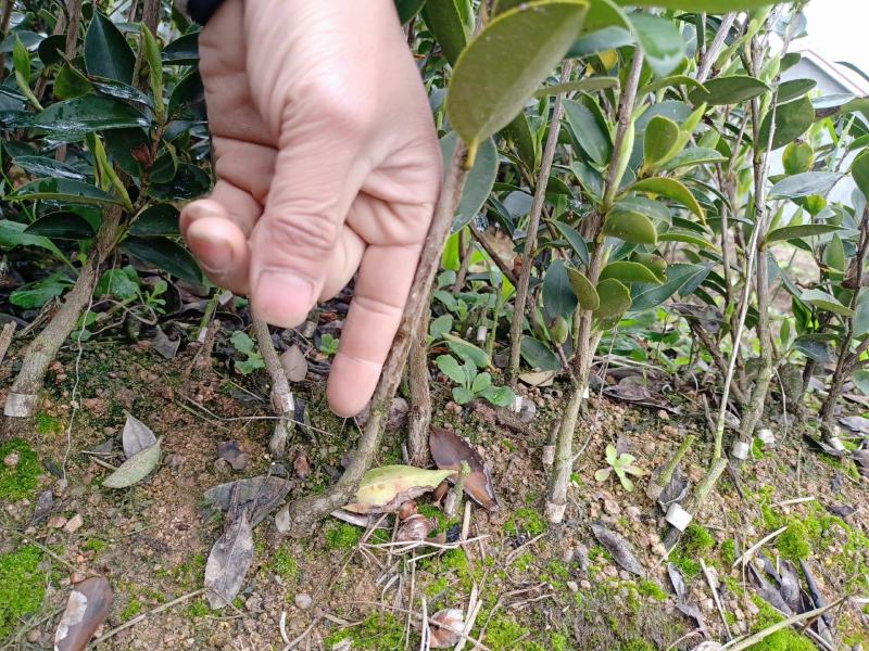 油茶树苗【二年裸根苗】湘林系列嫁接高产油茶苗