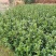 油茶树苗【二年裸根苗】湘林系列嫁接高产油茶苗