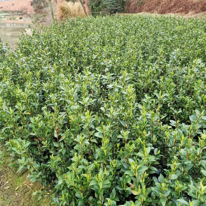 油茶树苗【二年裸根苗】湘林系列嫁接高产油茶苗