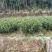 油茶树苗【二年裸根苗】湘林系列嫁接高产油茶苗