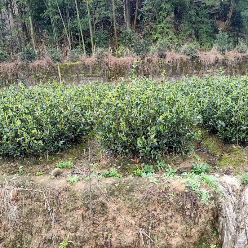 油茶树苗【二年裸根苗】湘林系列嫁接高产油茶苗