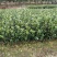 油茶树苗【二年裸根苗】湘林系列嫁接高产油茶苗