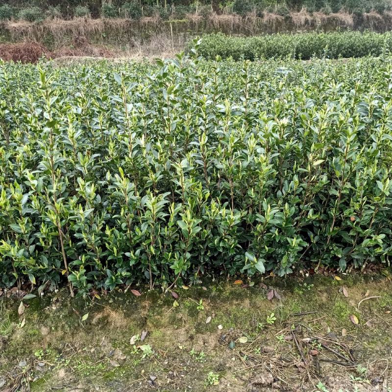 油茶树苗【二年裸根苗】湘林系列嫁接高产油茶苗