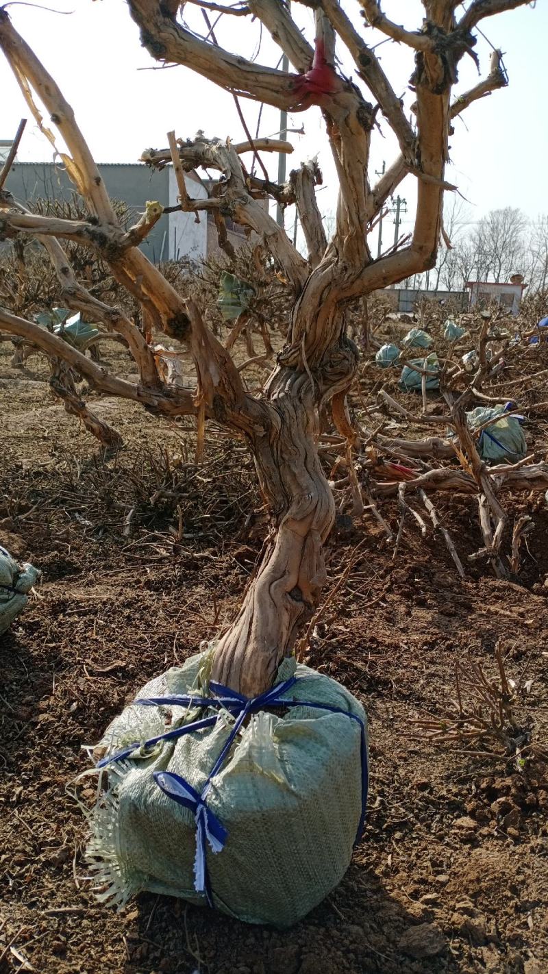 金银花老桩基地直销盆景