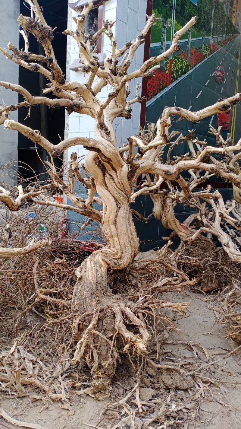 金银花老桩基地直销盆景