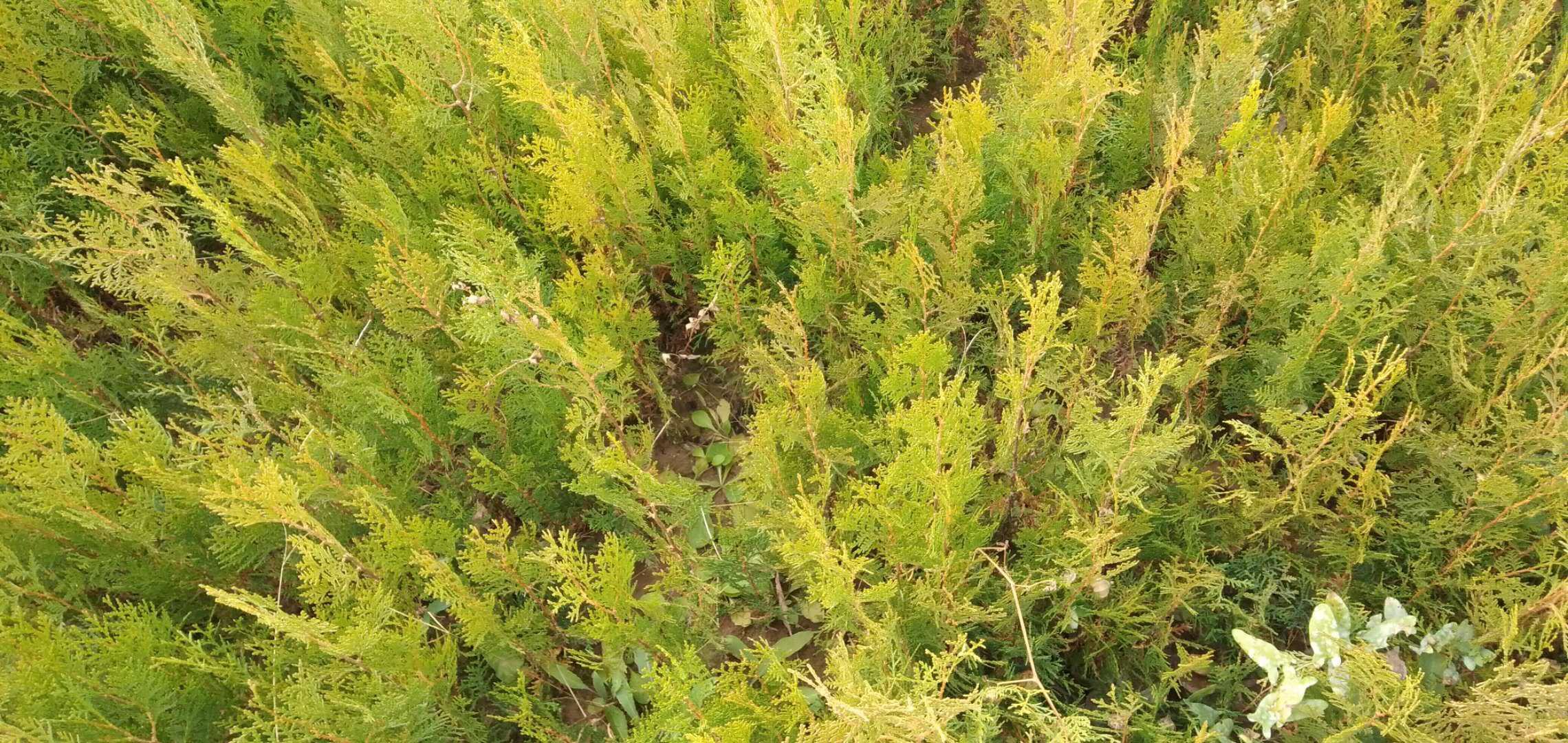 侧柏植株全景图