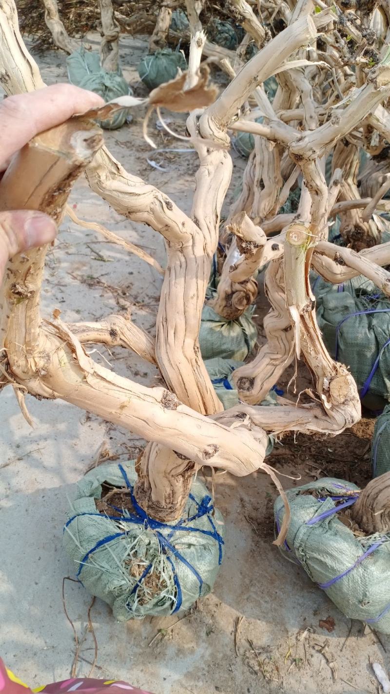金银花老桩盆景园艺绿化