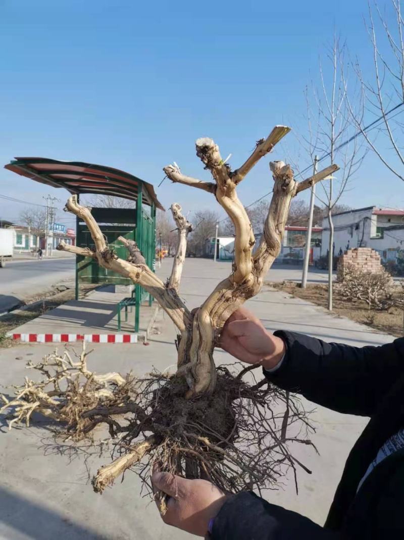 藤本植物爬藤金银花老桩基地直销