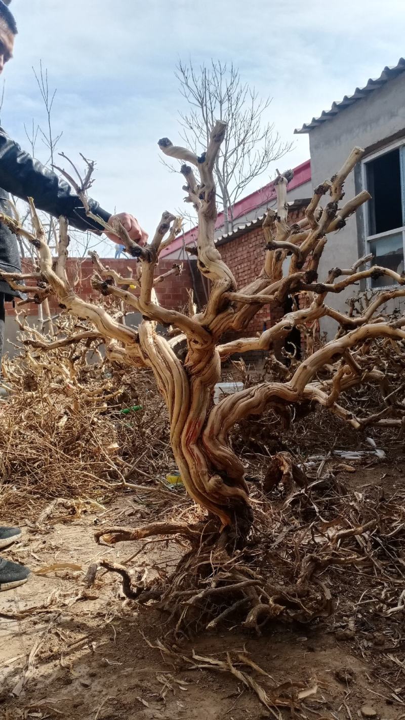 藤本植物爬藤金银花老桩基地直销