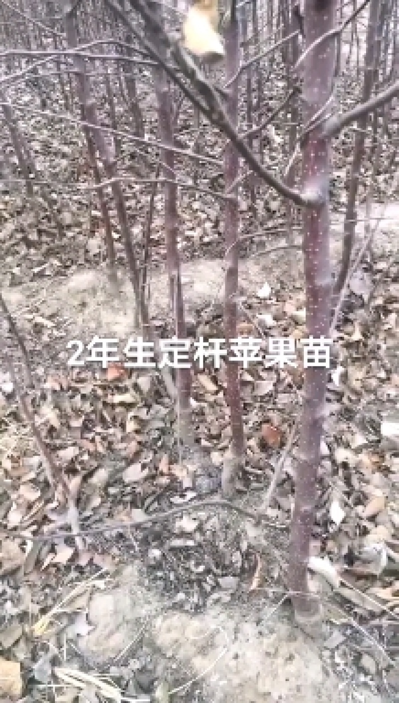 2年生维娜斯黄金苹果苗，黄色富士，甜脆。市场紧俏品种。