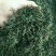 蒲公英茶，精挑细选岀来的新茶，干度好，颜色绿，味道浓！