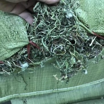 蒲公英茶，精挑细选岀来的新茶，干度好，颜色绿，味道浓！