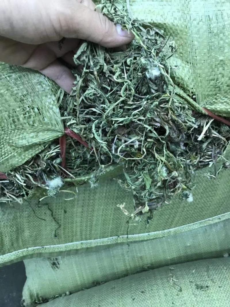 蒲公英茶，精挑细选岀来的新茶，干度好，颜色绿，味道浓！
