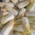 娃娃菜，小娃娃菜！！！