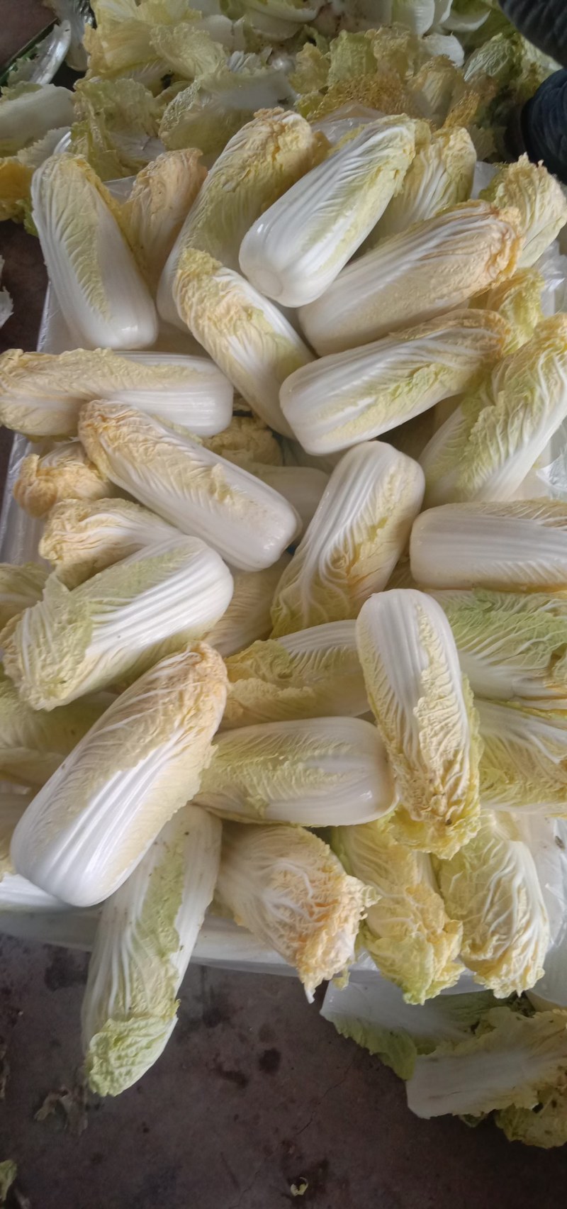 娃娃菜，小娃娃菜！！！