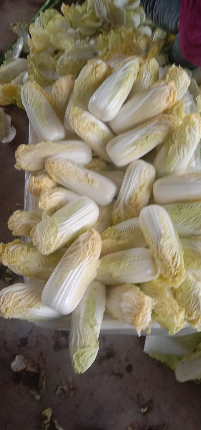 娃娃菜，小娃娃菜！！！