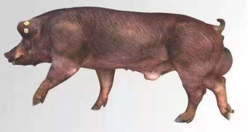 杜洛克公猪价格合理防疫到位仔猪公猪母猪长期供应欢迎咨询