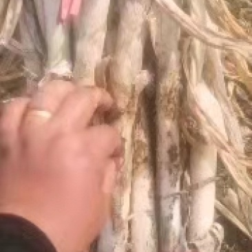 大量供应启东基地，老气铁杆大葱