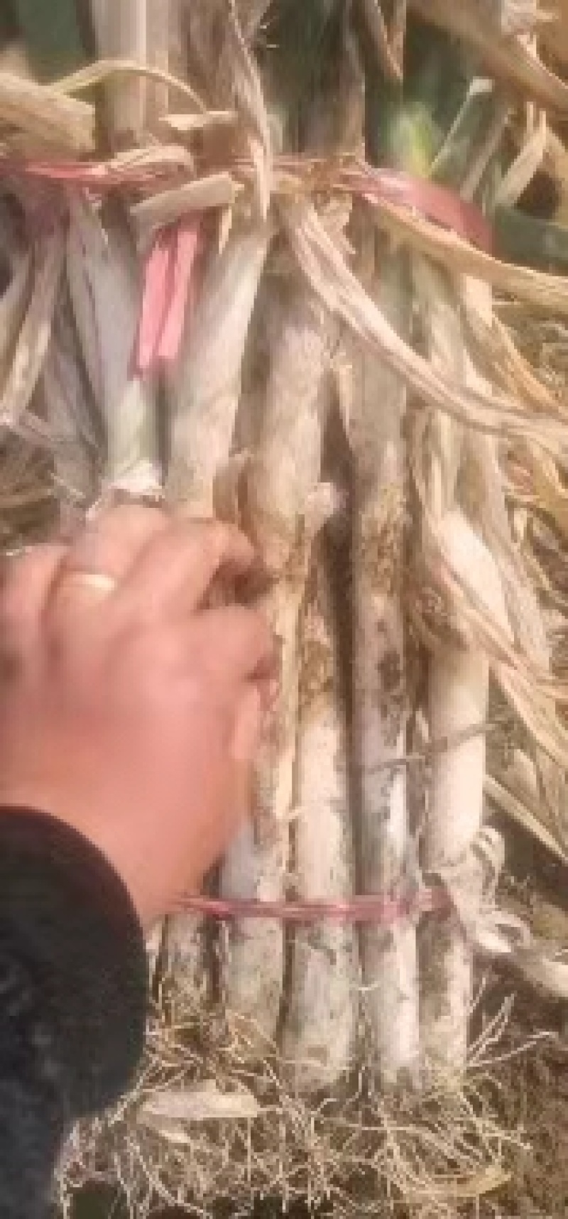 大量供应启东基地，老气铁杆大葱