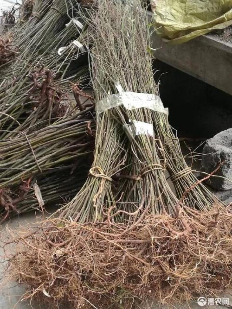 金丝吊蝴蝶树苗卫矛原生金线吊蝴蝶盆栽地栽花卉绿植开花庭院