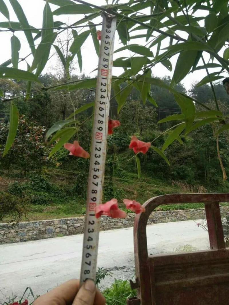 金丝吊蝴蝶树苗卫矛原生金线吊蝴蝶盆栽地栽花卉绿植开花庭院