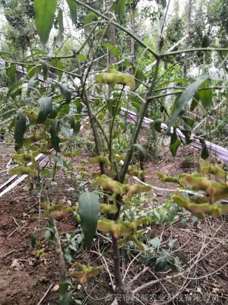 金丝吊蝴蝶树苗卫矛原生金线吊蝴蝶盆栽地栽花卉绿植开花庭院