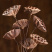 干莲蓬莲蓬干花禅意干花插花精品干莲蓬真花