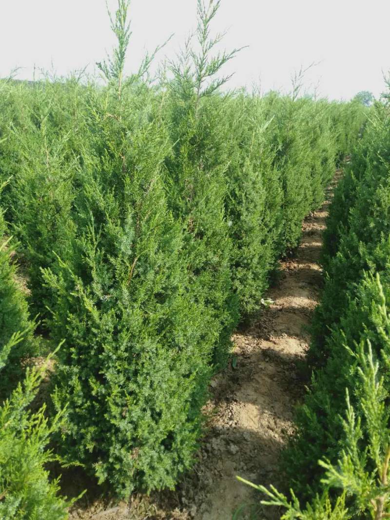 绿化苗木柏树塔柏1米到5米，各种规格都有