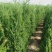 绿化苗木柏树塔柏1米到5米，各种规格都有