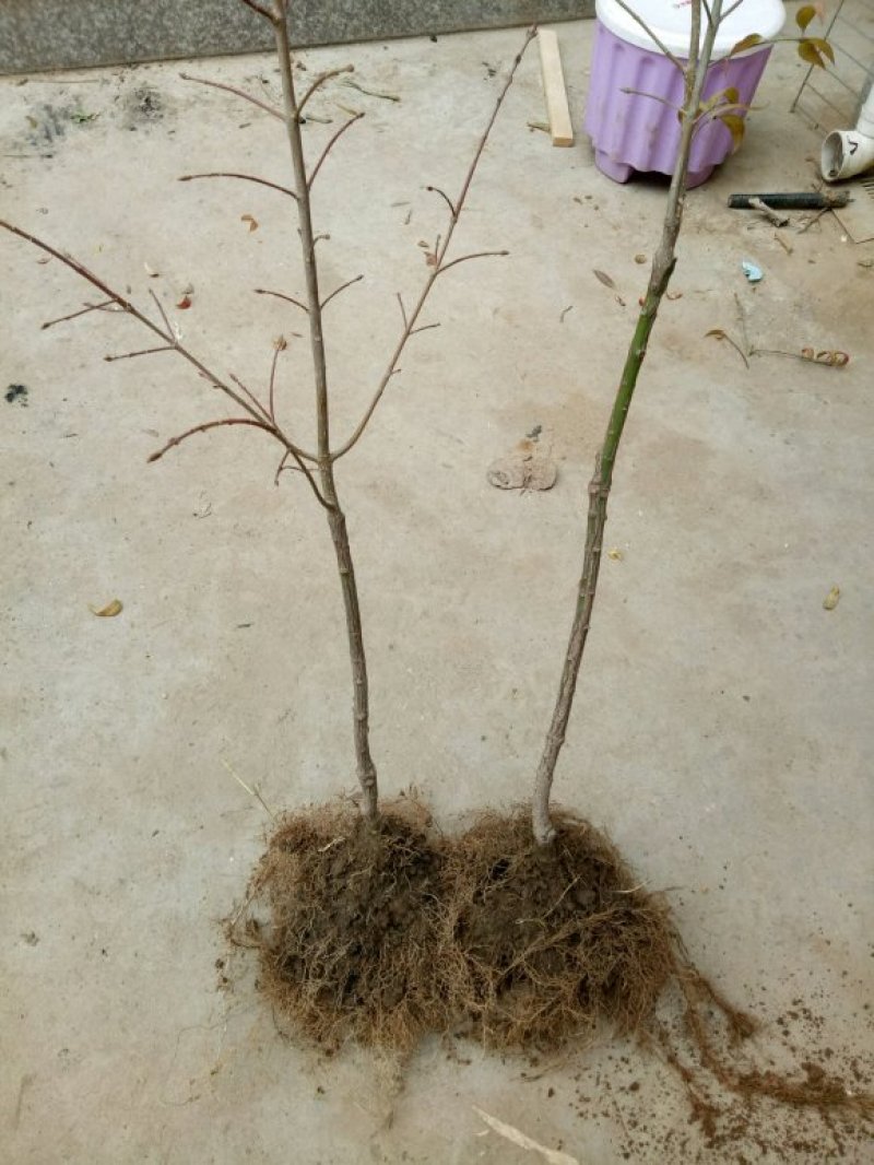 金丝吊蝴蝶树苗卫矛原生金线吊蝴蝶盆栽地栽花卉绿植开花庭院