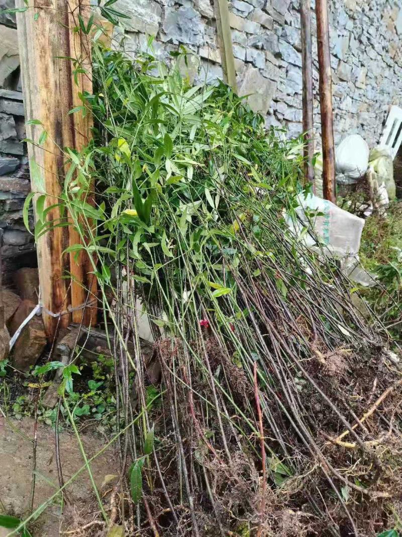 金丝吊蝴蝶树苗卫矛原生金线吊蝴蝶盆栽地栽花卉绿植开花庭院