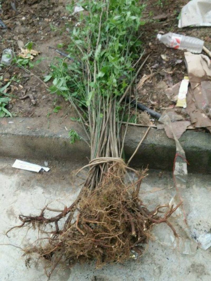 金丝吊蝴蝶树苗卫矛原生金线吊蝴蝶盆栽地栽花卉绿植开花庭院