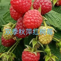 树莓苗，双季秋萍红树莓苗，产量高，批发价