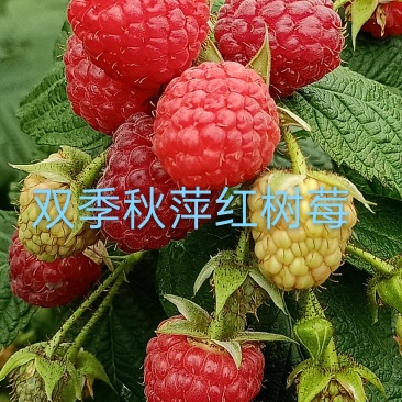 树莓苗，双季秋萍红树莓苗，产量高，批发价