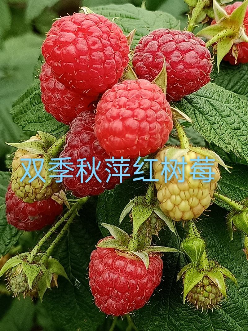 树莓苗，双季秋萍红树莓苗，产量高，批发价