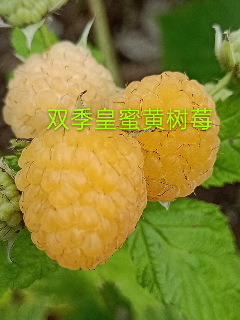树莓苗，双季秋萍红树莓苗，产量高，批发价