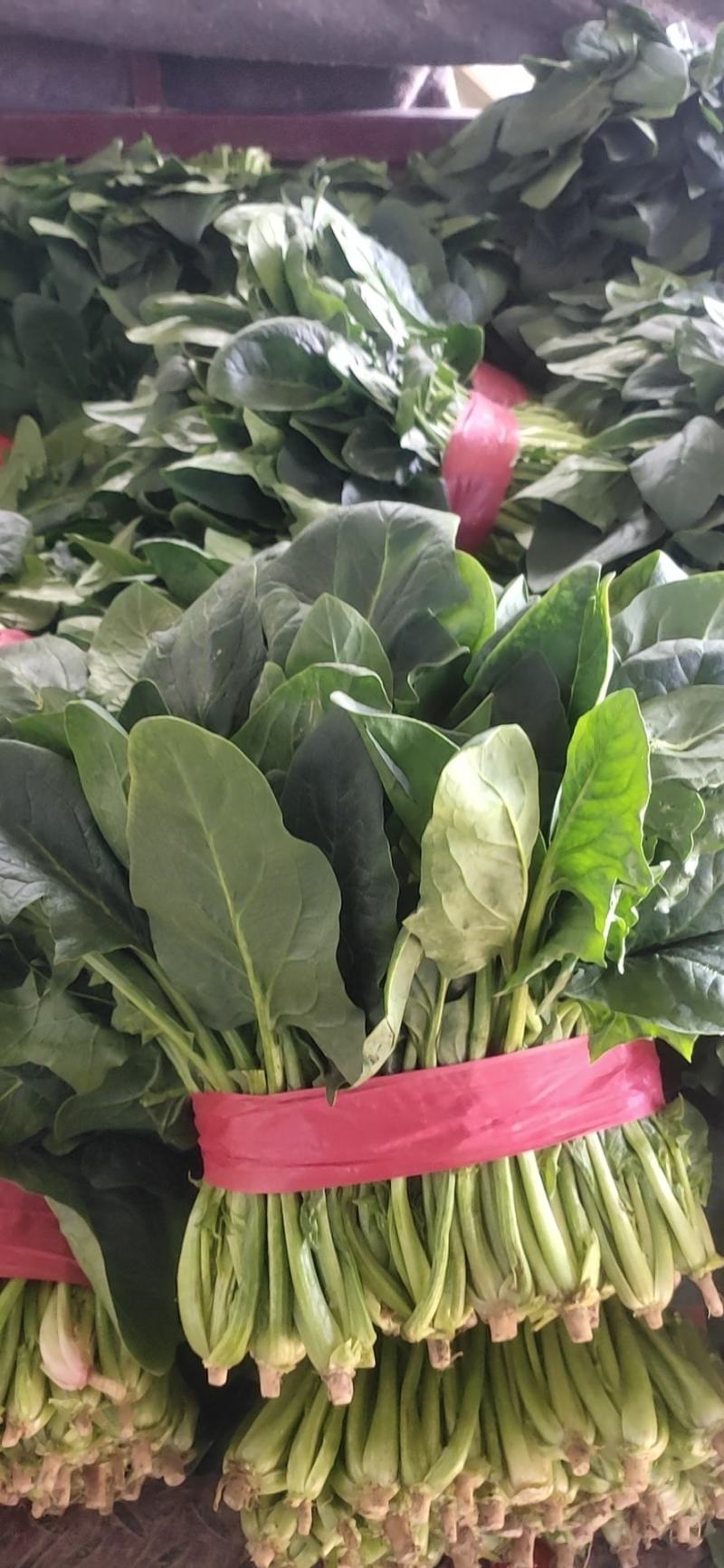 山东聊城蔬菜基地大叶菠菜大量上市25~30厘米