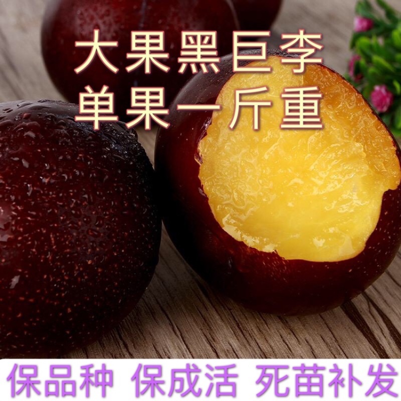 李子苗黒霸王李子苗大果李子苗0.6com以上一级苗