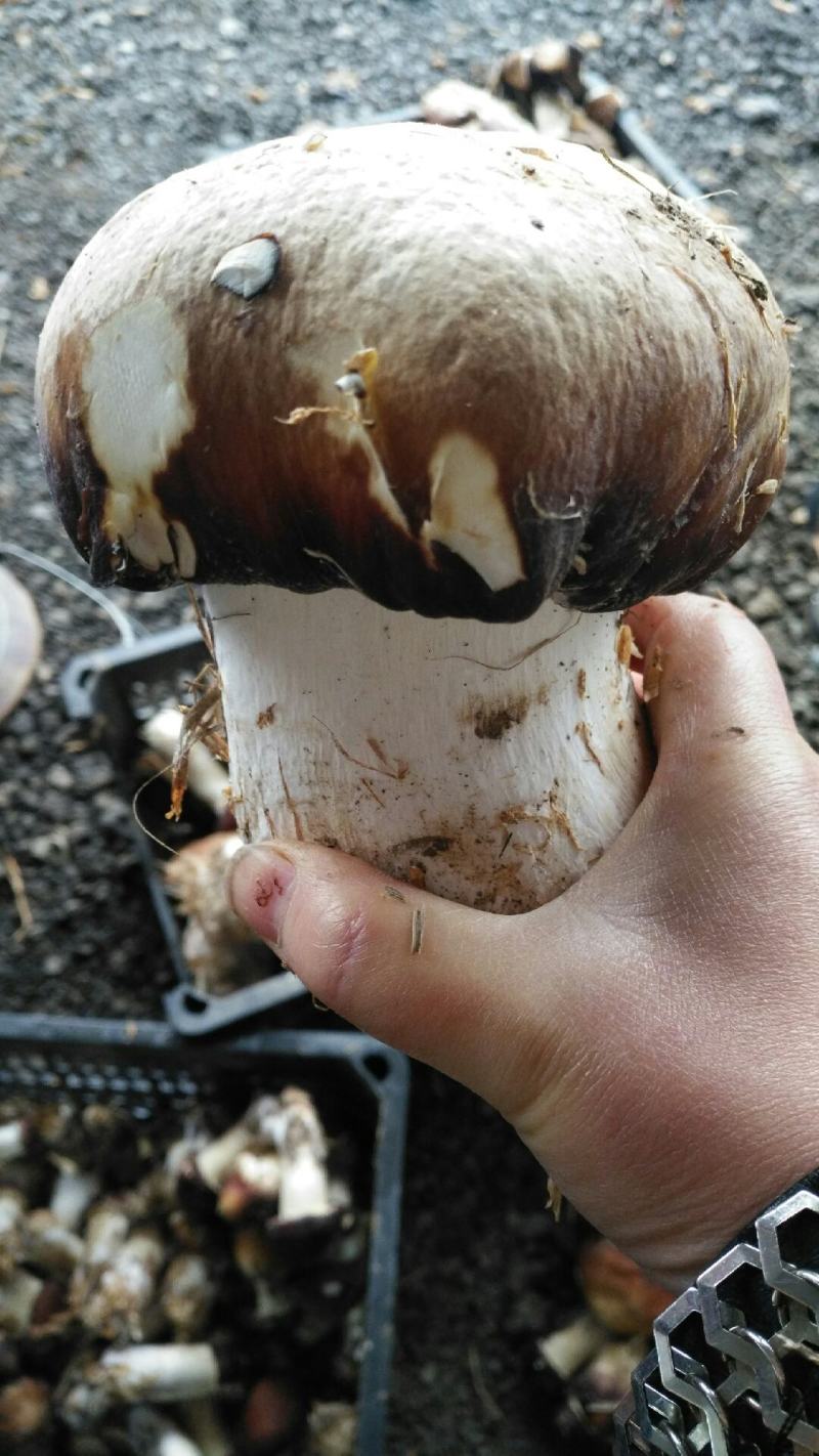 别人要的小巧玲珑呢！大猛赤松茸！咋整啊！