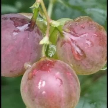 盆栽灯笼果苗，加拿大一号灯笼果苗，当年栽苗当年挂果，买苗