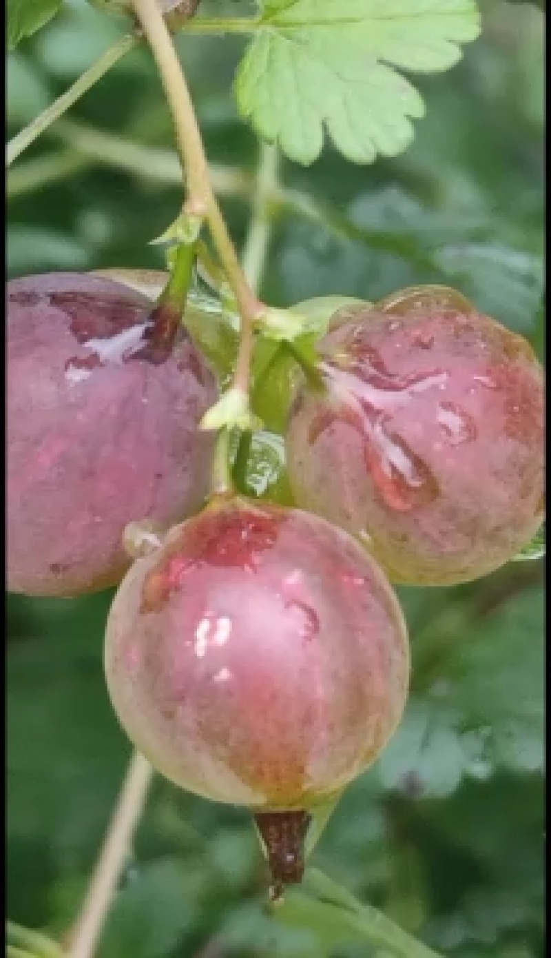 盆栽灯笼果苗，加拿大一号灯笼果苗，当年栽苗当年挂果，买苗