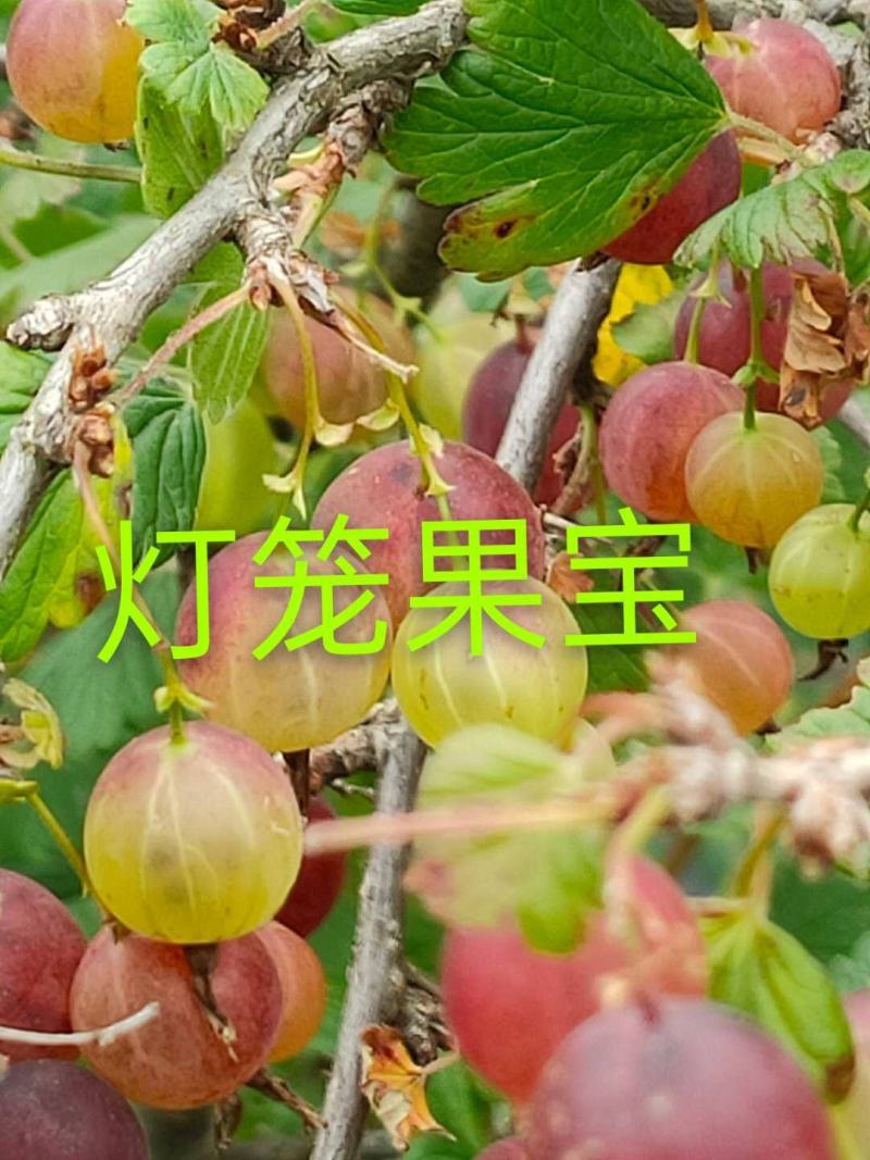盆栽灯笼果苗，加拿大一号灯笼果苗，当年栽苗当年挂果，买苗