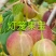 盆栽灯笼果苗，加拿大一号灯笼果苗，当年栽苗当年挂果，买苗