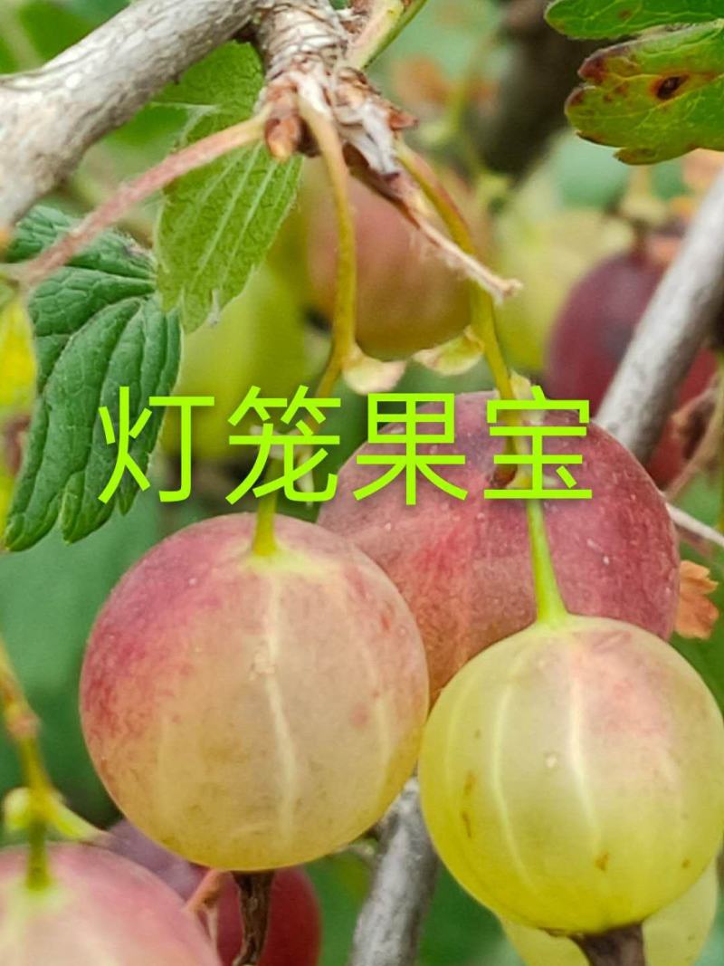 盆栽灯笼果苗，加拿大一号灯笼果苗，当年栽苗当年挂果，买苗