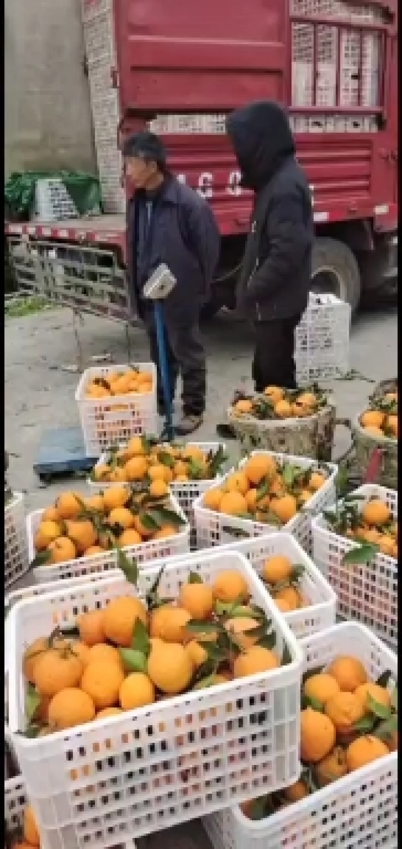 青见，纯甜可口，欢迎实地考察，物美价廉，产地自发